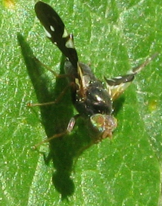 Aciura coryli (Tephitidae)